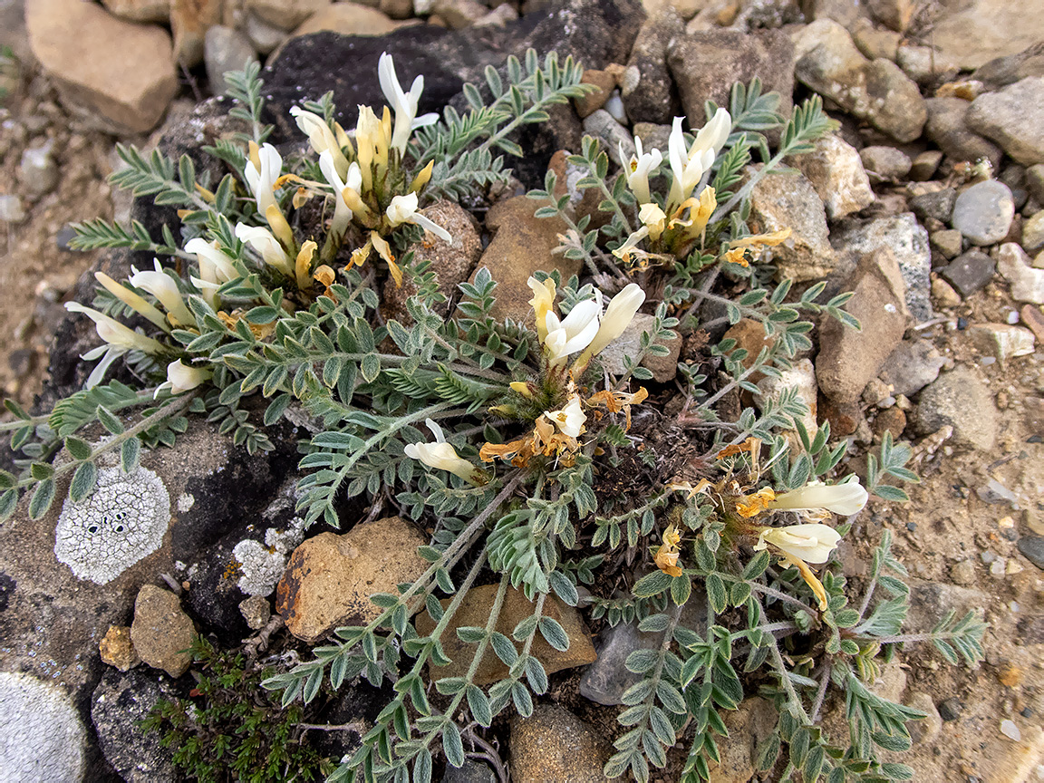 Изображение особи Astragalus rupifragus.