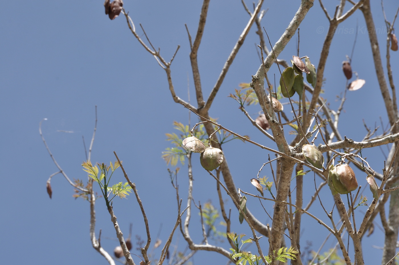Изображение особи Jacaranda mimosifolia.
