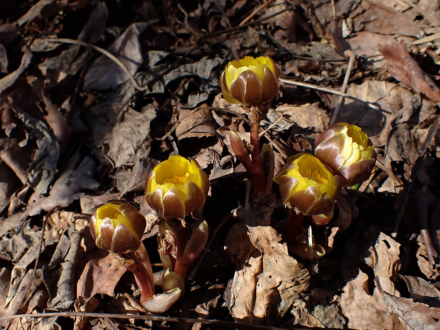 Image of Adonis amurensis specimen.