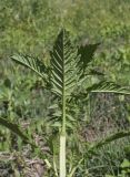 семейство Lamiaceae. Верхушка вегетирующего растения (видна абаксиальная поверхность листьев). Испания, Каталония, пров. Жирона, комарка Баш Эмпорда, муниципалитет Пальс, залежь на рисовом чеке. 27.04.2026.