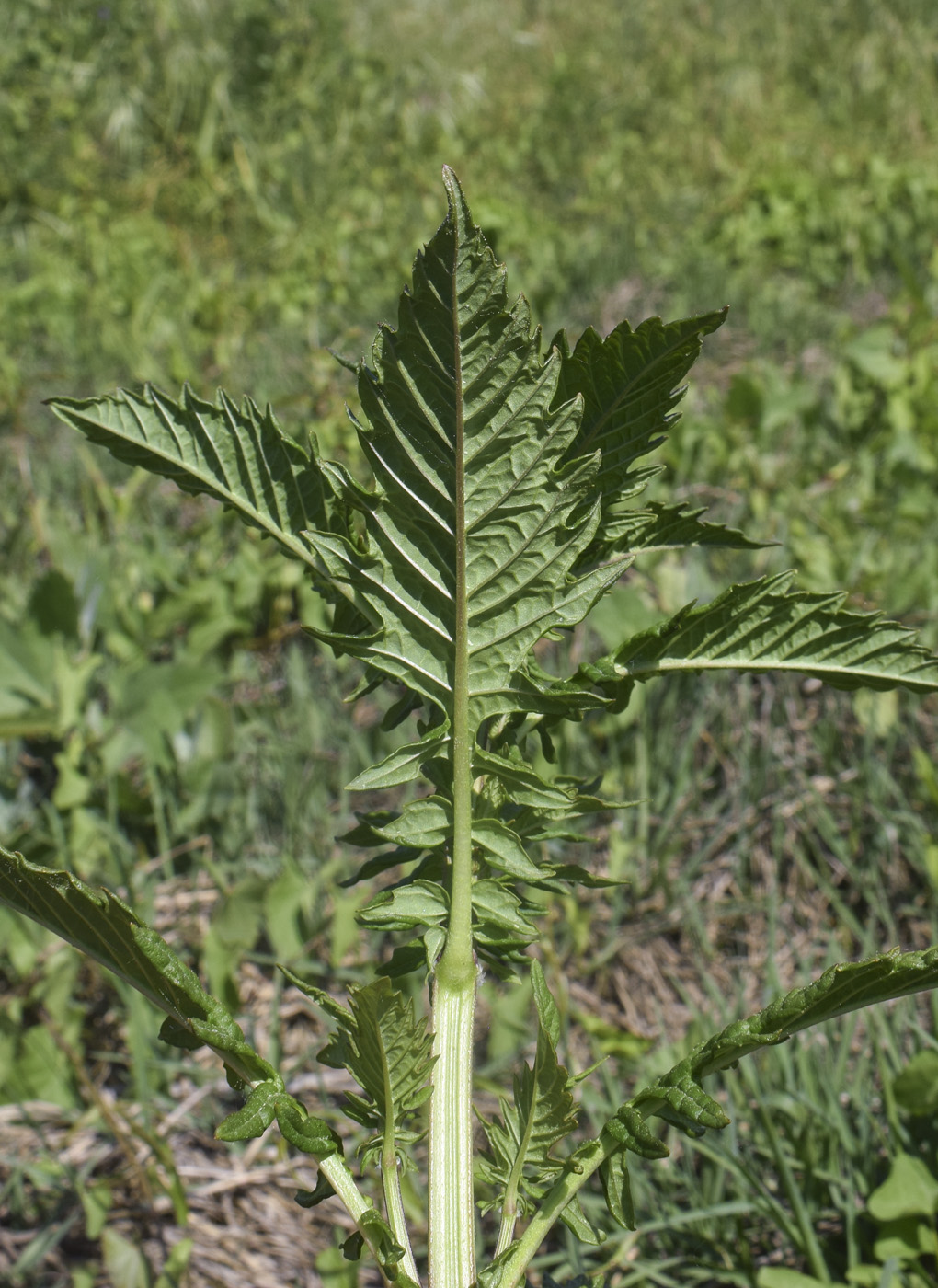Изображение особи семейство Lamiaceae.