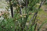 unknown species. Цветущая веточка. Кабардино-Балкария, Приэльбрусье, дол. р. Шхельда, ур. Улыбка Шхельды, выс. 2220 м, песчаный пляж. 23 июня 2025 г.