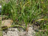 Crocus reticulatus. Плодоносящее растение. Краснодарский край, Крымский р-н, окр. станицы Неберджаевская, дол. р. Липки, пушистодубово-грабинниковый лес, задернованное скальное обнажение на месте старого заросшего карьера, на мергелевой крошке. 19.05.2026.