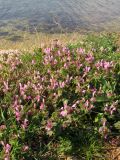 Lamium amplexicaule