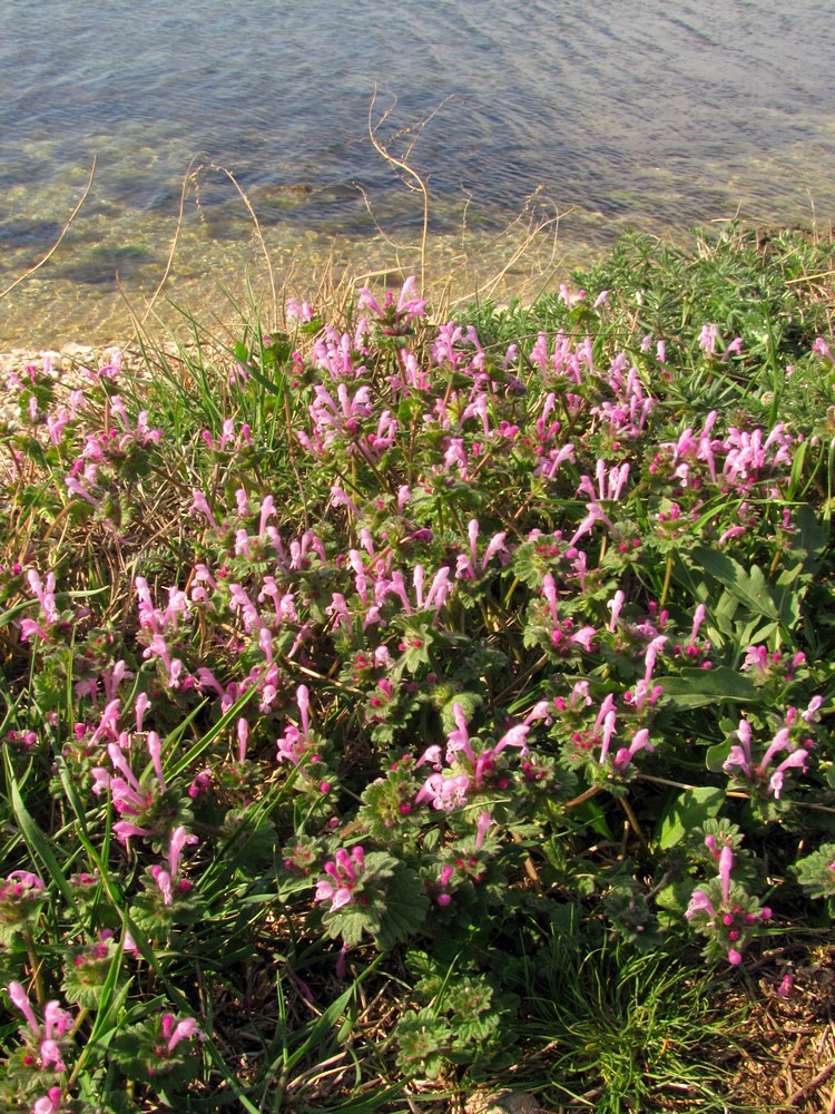 Image of Lamium amplexicaule specimen.