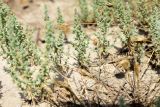Salsola dendroides. Вегетирующие ювенильные растения. Астраханская обл., Камызякский р-н, окр.с. Бирючек, низина между бэровскими буграми, суглинок с признаками засоления. 11.06.2026.
