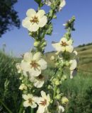 Verbascum marschallianum