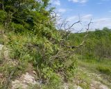 Cotinus coggygria. Цветущее растение. Краснодарский край, Крымский р-н, окр. станицы Неберджаевская, дол. р. Липки, пушистодубово-грабинниковое редколесье, задернованное скальное обнажение на месте старого заросшего карьера, на обломках мергеля. 19.05.2026.