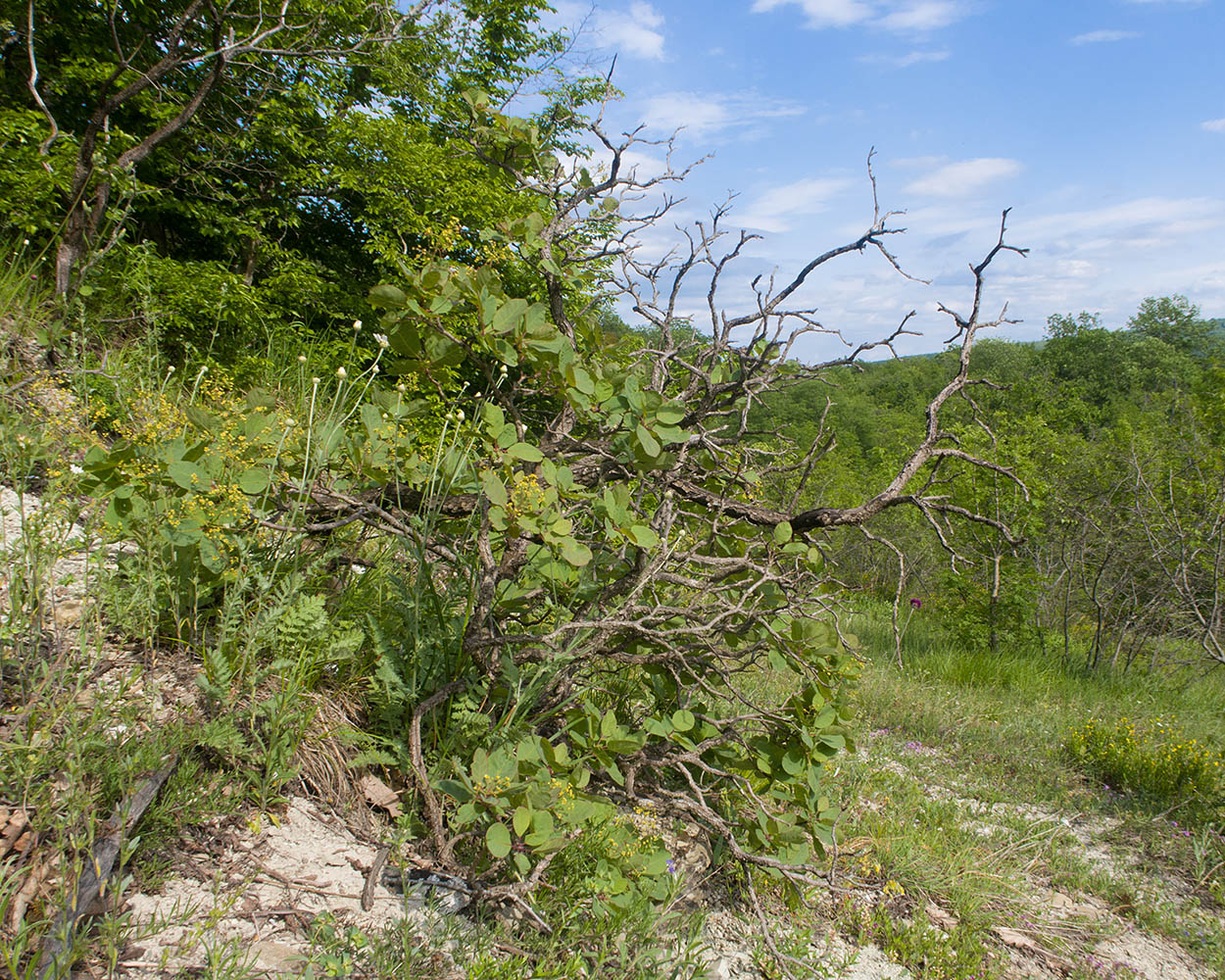 Image of Cotinus coggygria specimen.