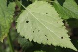 Agastache mexicana. Повреждённый лист (видна абаксиальная поверхность). Белгородская обл., пос. Ракитное, ул. Сосновая, 2, в культуре. 22 июля 2026 г.