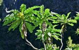 Sonchus fruticosus