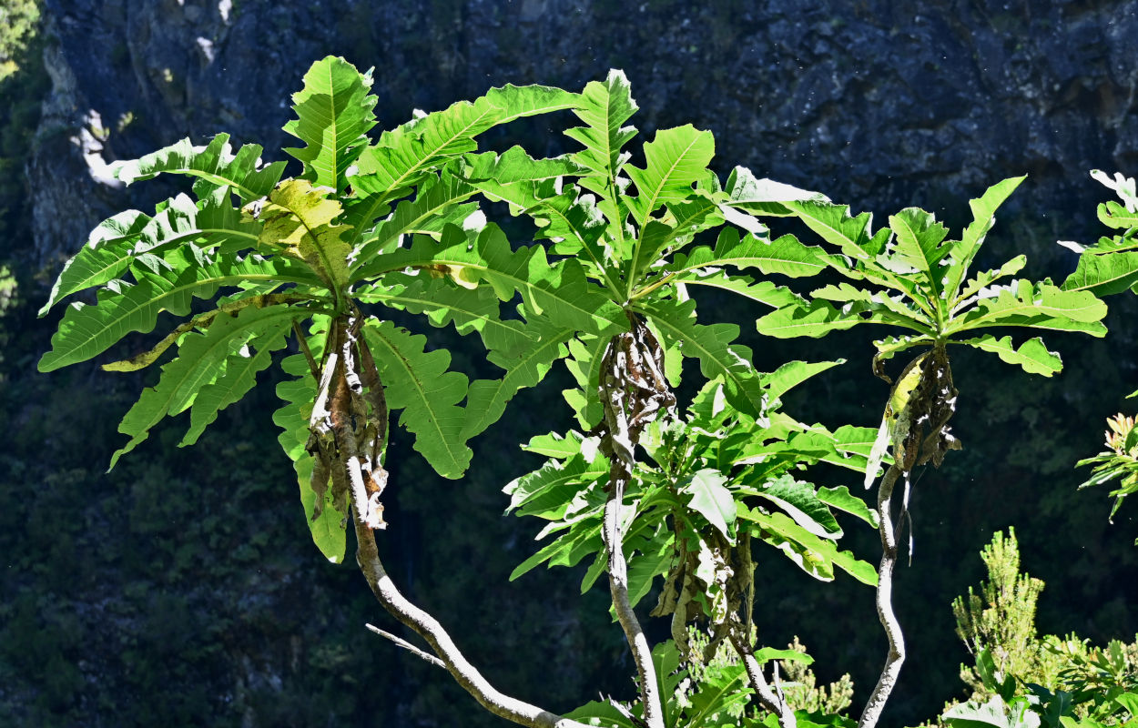 Image of Sonchus fruticosus specimen.