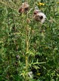 Смотреть изображение Cirsium vulgare