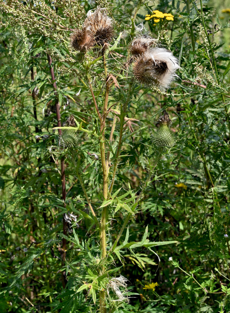 Изображение особи Cirsium vulgare.