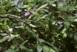 Prunus insititia. Часть ветви с плодами. Крым, Севастополь, Байдарская дол., смешанный лиственный лес вдоль р. Узунджа. 19.08.2026.