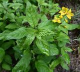 genus Lysimachia. Верхушки цветущего и вегетирующего растений. Краснодарский край, курорт \"Роза Хутор\", обочина тропы \"Озёрный траверс\". 19.08.2026.