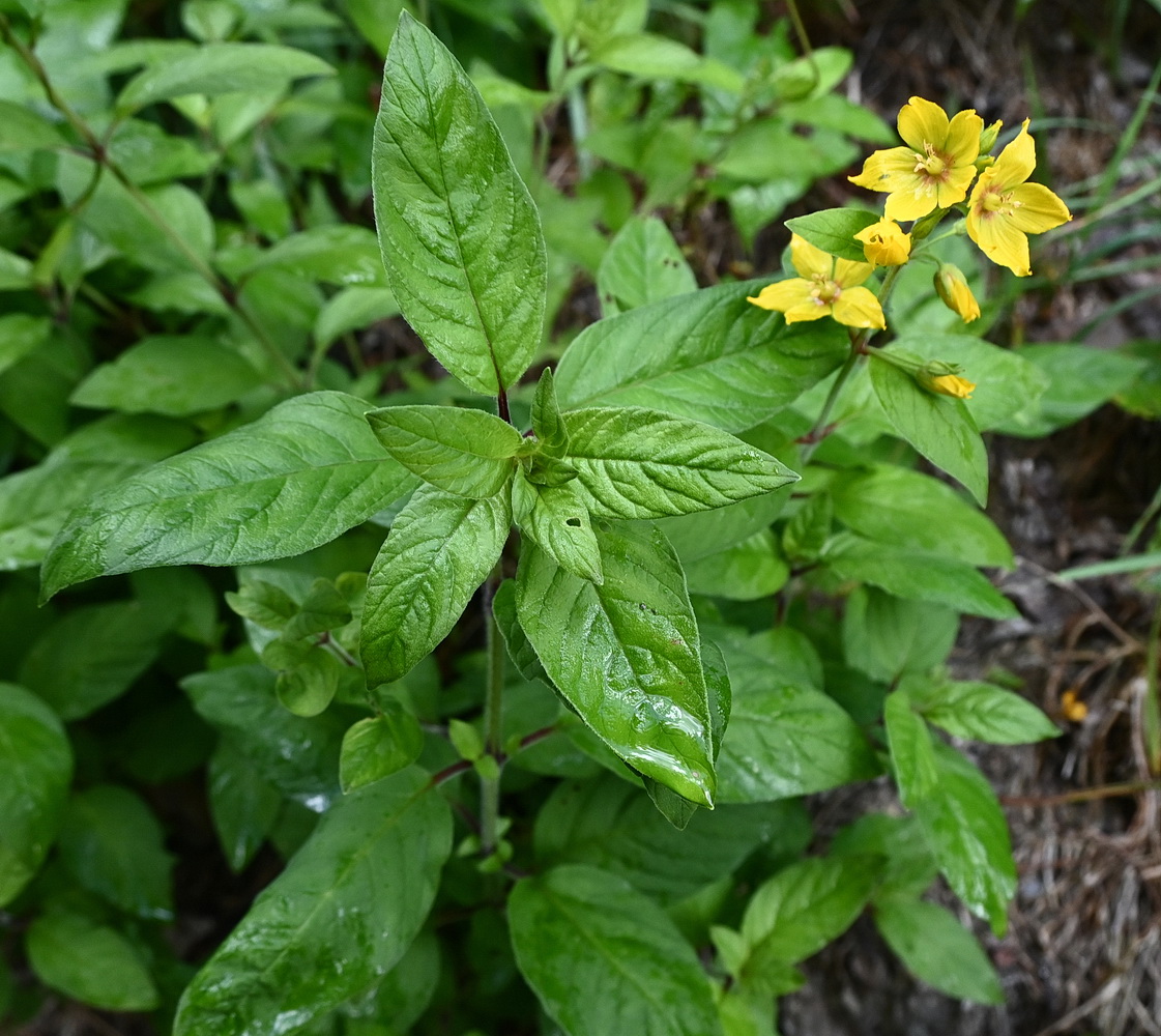 Image of genus Lysimachia specimen.