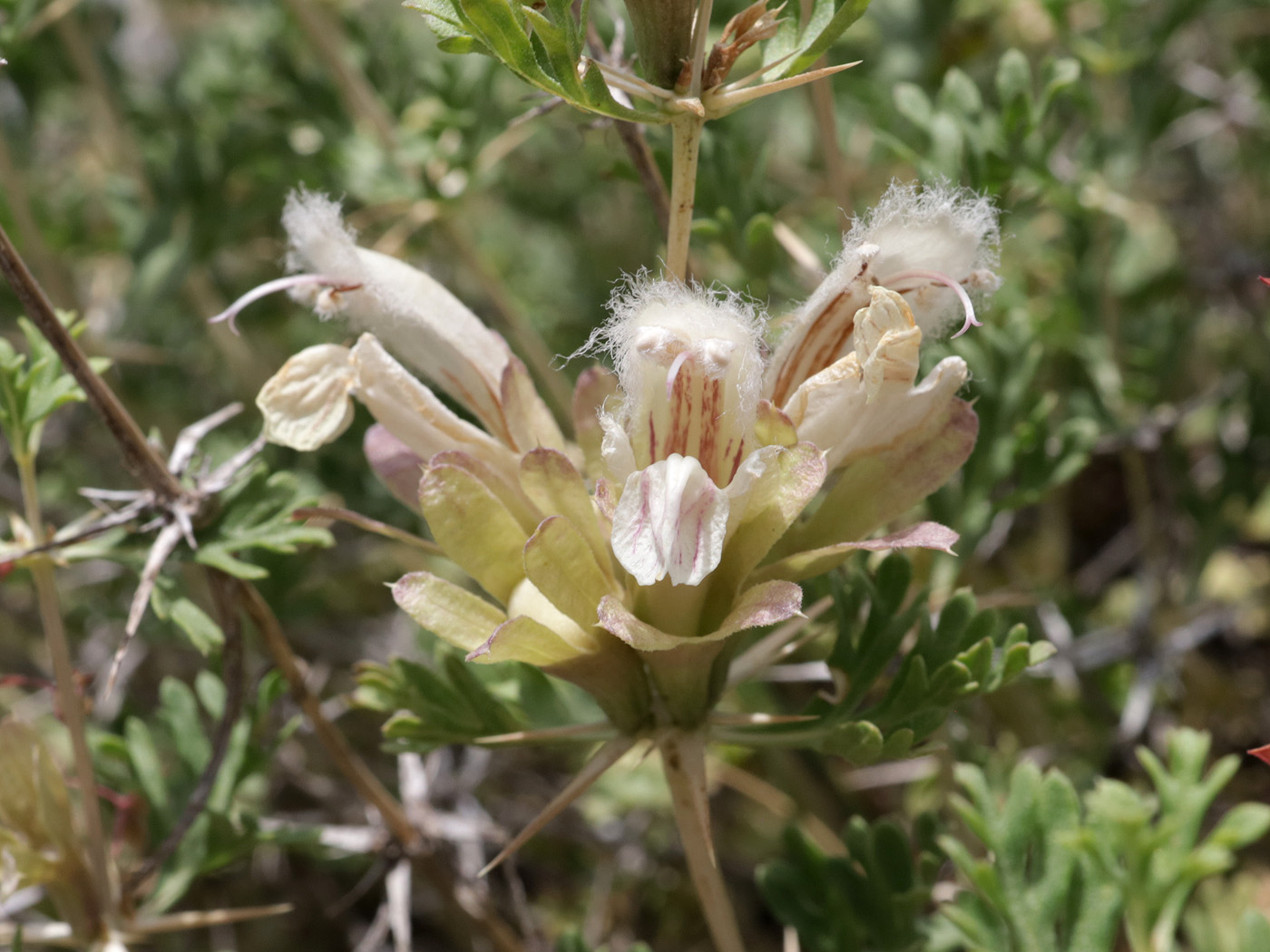 Image of genus Lagochilus specimen.