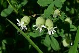 unknown species. Цветки. Турция, ил Артвин, окр. храма Отхта, луг. 13 июня 2026 г.