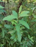 Spiraea cantoniensis. Верхушка побега. Абхазия, г. Сухум, Сухумский ботанический сад. 13.08.2024.