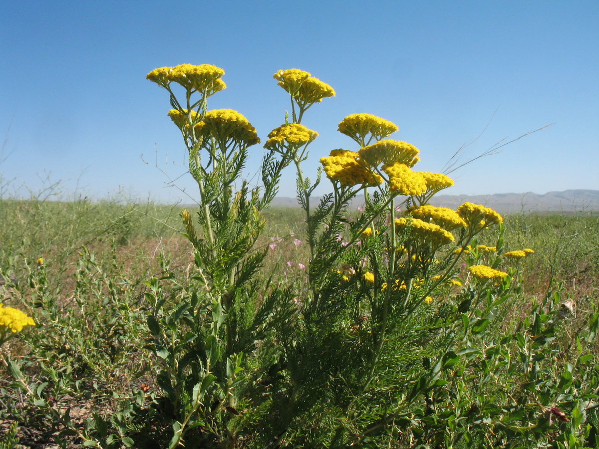 Изображение особи Achillea arabica.