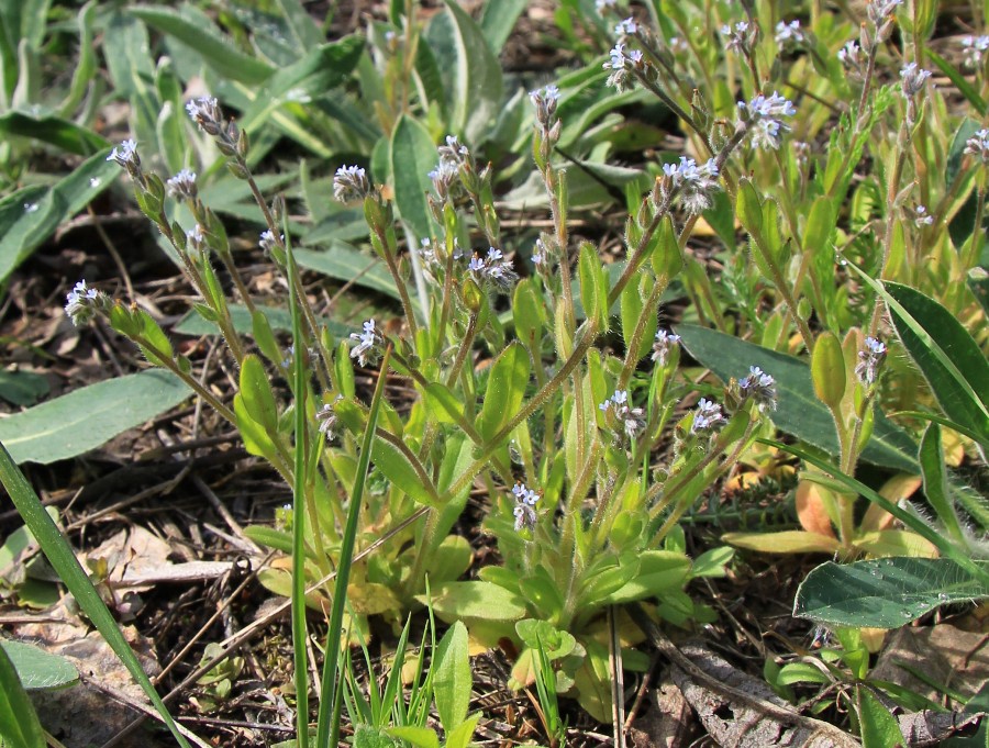 Изображение особи Myosotis micrantha.