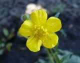 Ranunculus submarginatus