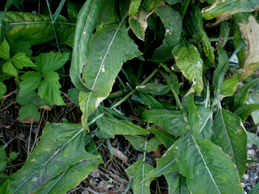 Image of Bunias orientalis specimen.