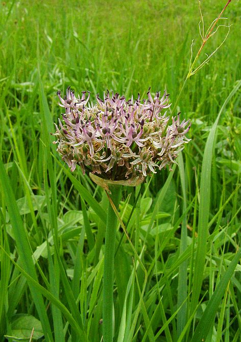 Image of Allium cyrilli specimen.