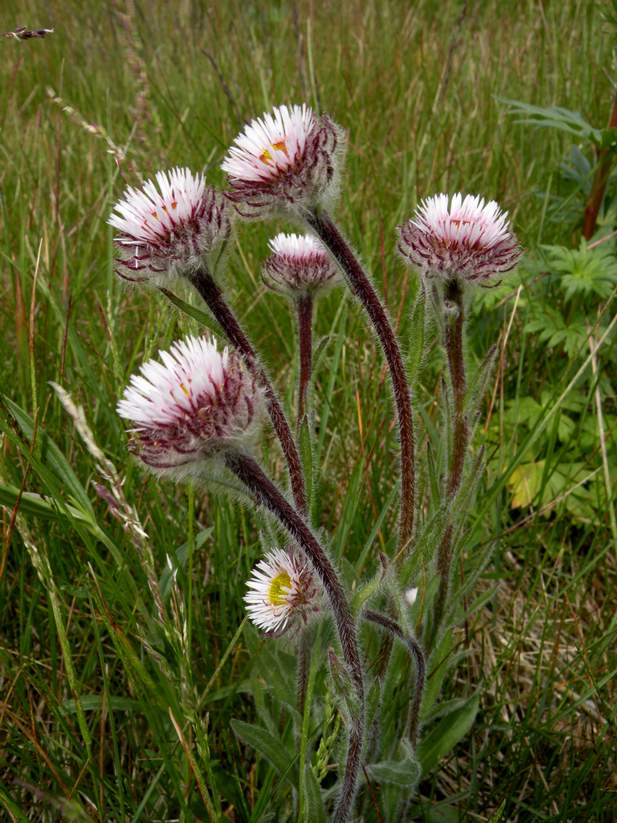 Image of Erigeron petiolaris specimen.