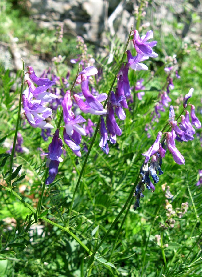 Image of Vicia tenuifolia specimen.