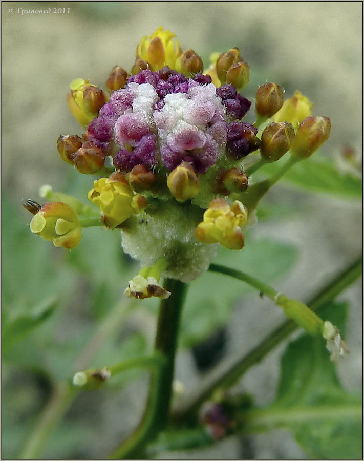 Image of Rorippa palustris specimen.