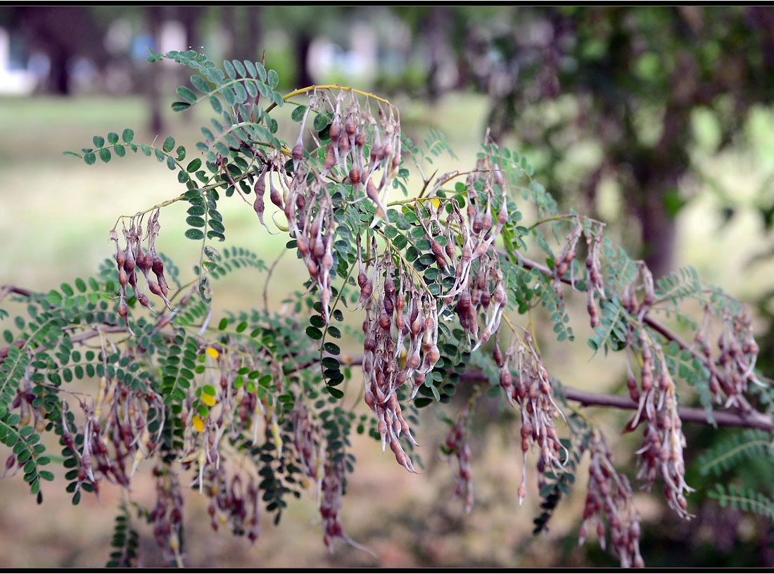 Image of Sophora davidii specimen.