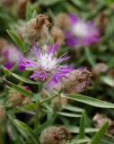 Centaurea trichocephala. Верхушка растения с соцветием и соплодиями. Ростовская обл., Мясниковский р-н, Недвиговское сельское поселение, ур. Каменная балка. 31.07.2011.