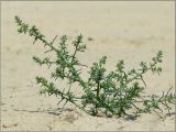 Salsola tragus. Растение на песчаном берегу. Чувашия, г. Шумерля, берег р. Сура в районе городского пляжа. 29 августа 2011 г.
