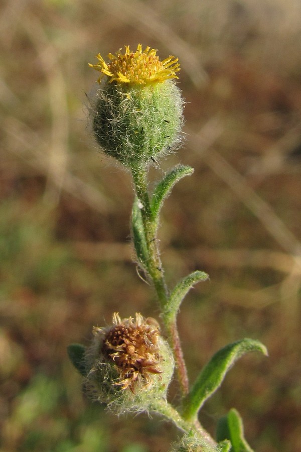 Изображение особи Pulicaria vulgaris.