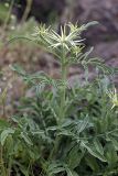 Centaurea iberica