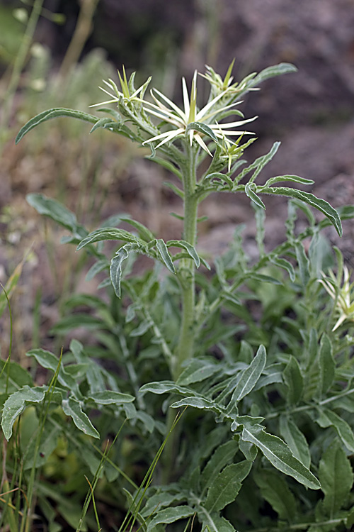 Image of Centaurea iberica specimen.