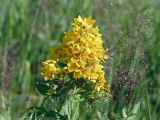 Lysimachia vulgaris