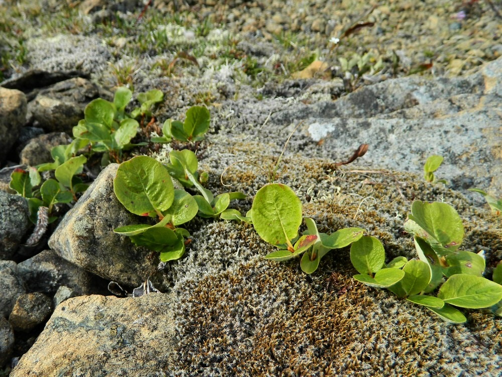 Изображение особи Salix nummularia.