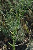 Camelina microcarpa