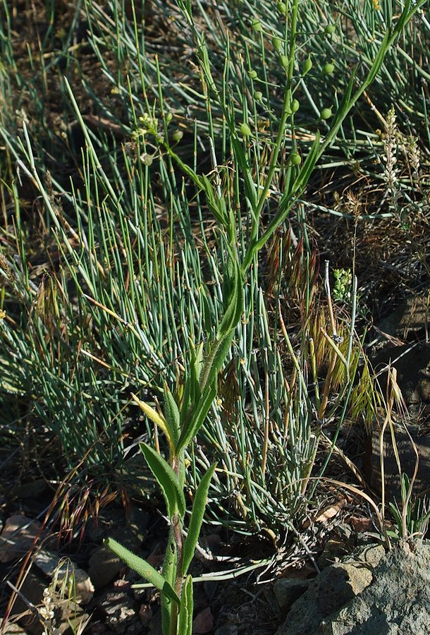 Изображение особи Camelina microcarpa.