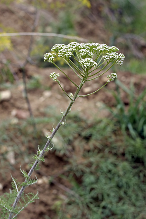 Image of Polychrysum tadshikorum specimen.