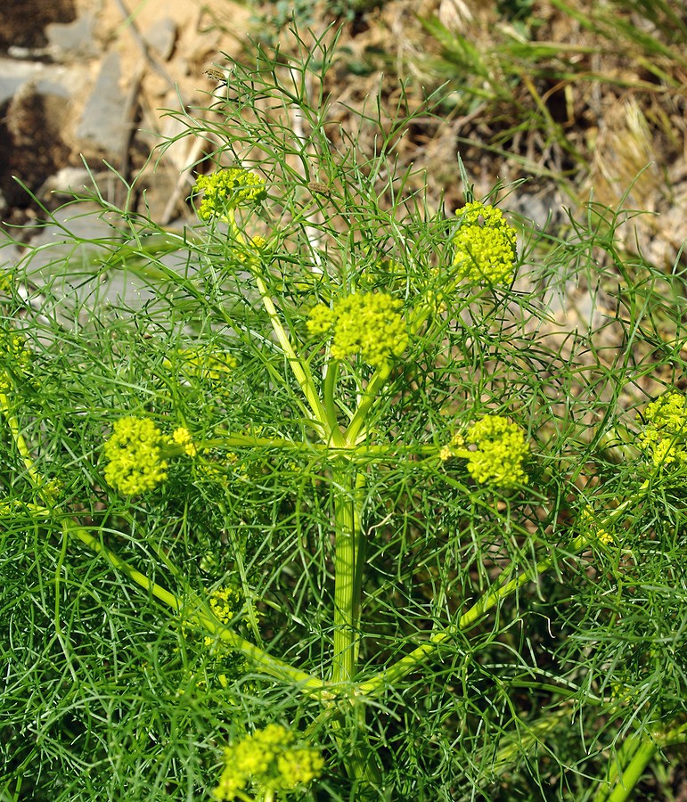 Image of Prangos ornata specimen.