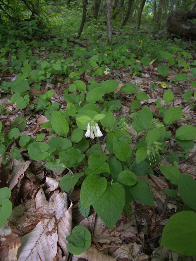 Image of Symphytum grandiflorum specimen.