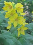 Lysimachia punctata