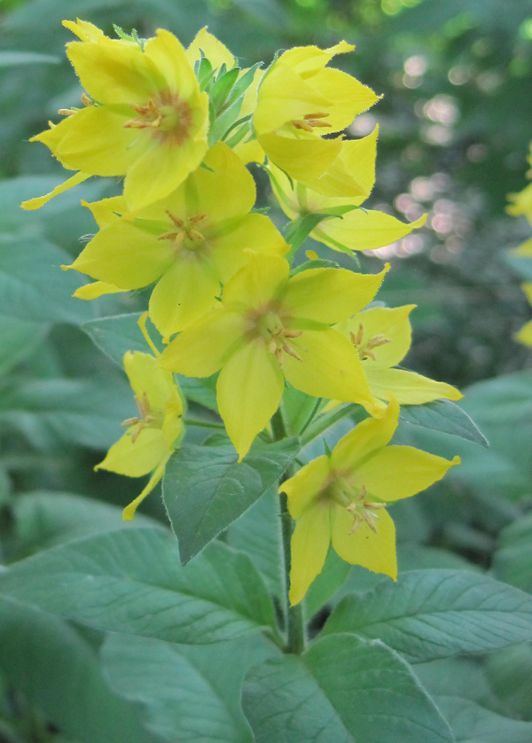 Изображение особи Lysimachia punctata.