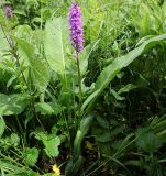 Dactylorhiza urvilleana