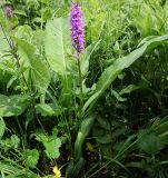 Dactylorhiza urvilleana