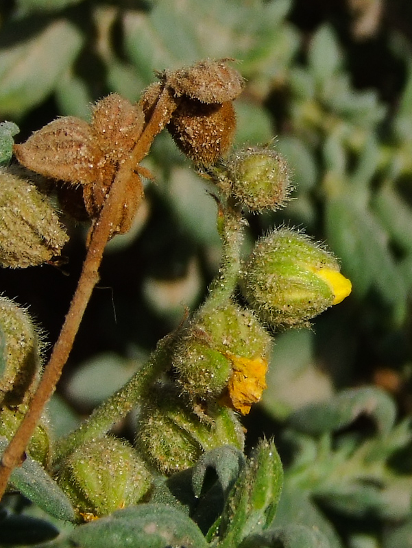 Image of Helianthemum stipulatum specimen.